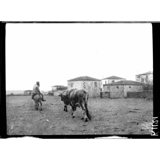 Lemnos. Près Moudros. Paysan grec à Portianou. [légende d'origine]