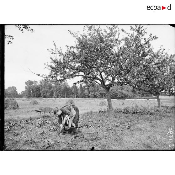 Wissous. Seine et Oise. Femme cultivant son champ. [légende d'origine]