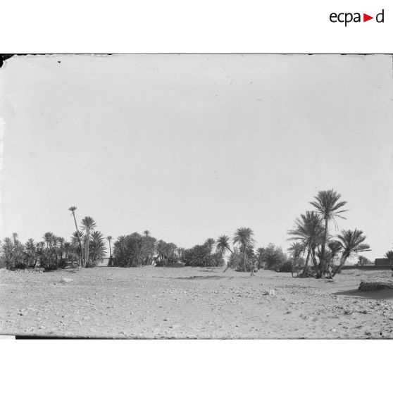 15. Une vue de la palmeraie. [légende d'origine]