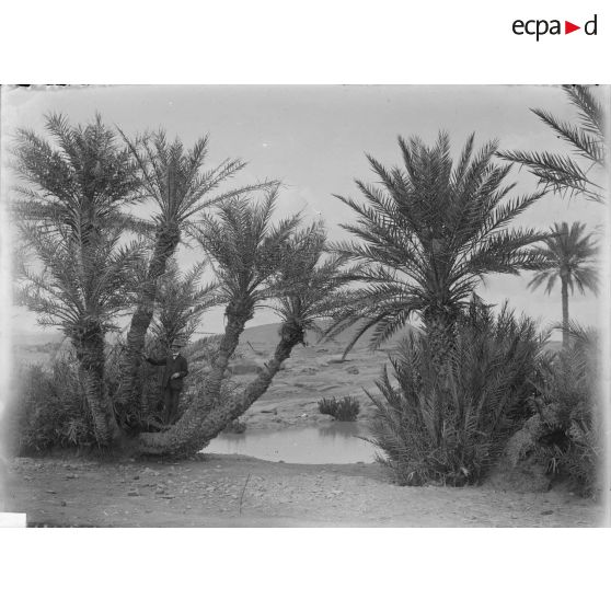 38. Roques dans la palmeraie. [légende d'origine]