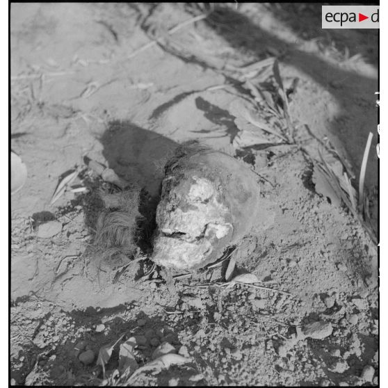 Exhumation de cadavres sur le charnier de Langson.