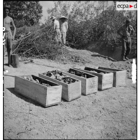 Exhumation de cadavres sur le charnier de Langson.