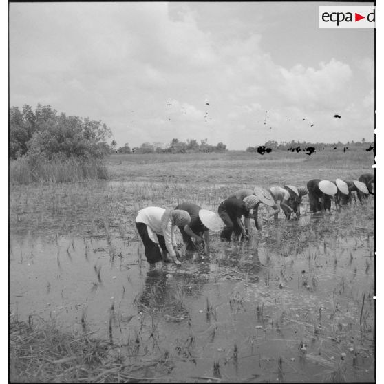 Laotiens repiquant du riz dans une rizière.
