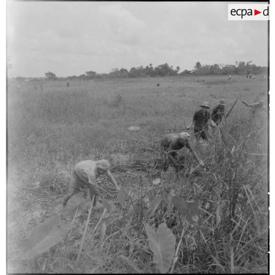 Laotiens repiquant du riz dans une rizière.