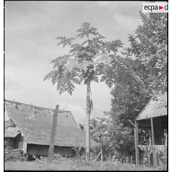 Arbre à papaye avec habitations vernaculaires à l'arrière-plan.
