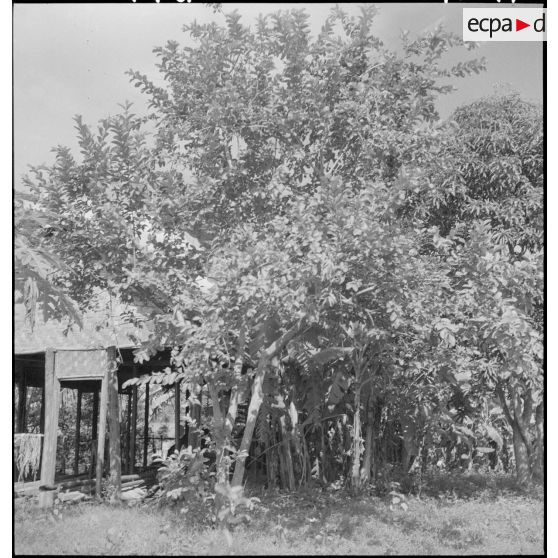 Arbre à goyave dans une plantation au Laos.