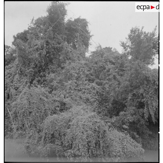 Forêt équatoriale.