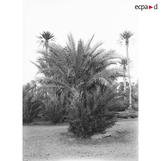 1166. Un palmier dattier. [légende d'origine]