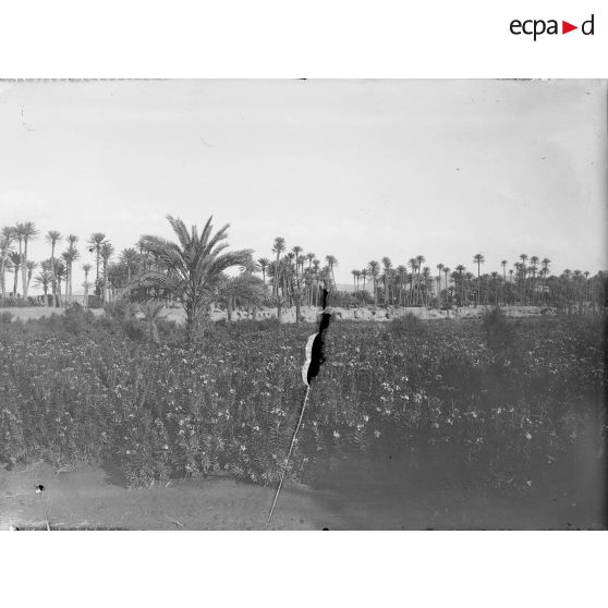 1168. L'oued. Les lauriers roses. [légende d'origine]