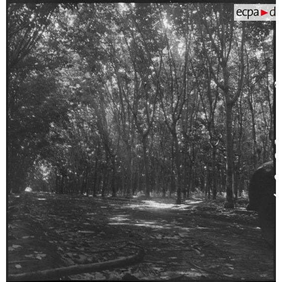 Forêt d'hévéas au Cambodge.