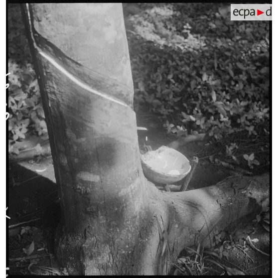 Récolte du latex dans une forêt cambodgienne.