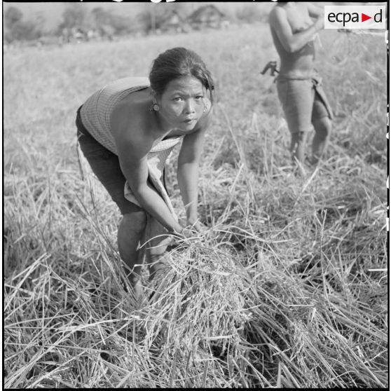 Moisson des champs une femme Lao Theung, dans la région sud-ouest du plateau des Bolovens.
