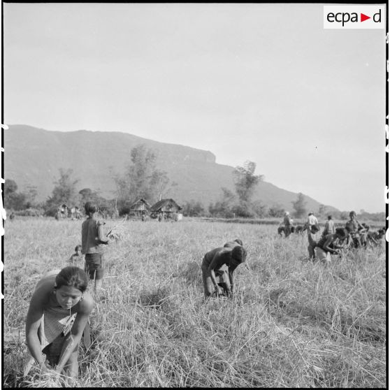 Moisson des champs par des hommes et des femmes Lao Theung dans la région sud-ouest du plateau des Bolovens.