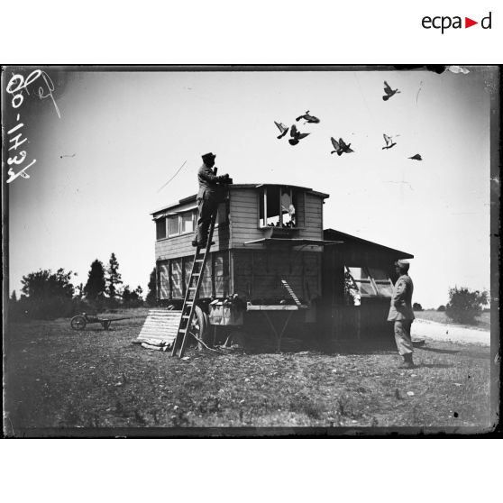 Nancy, lâcher de pigeons pour l'entraînement. [légende d'origine]