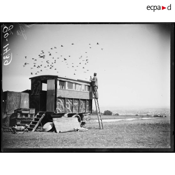 Nancy, les pigeons reviennent au colombier. [légende d'origine]