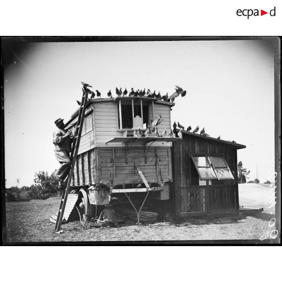 Nancy, les pigeons attendent la distribution des grains. [légende d'origine]