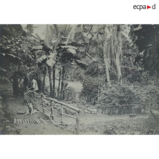 Jardin d'essai de Dan (côté ouest). [légende d'origine]<br>