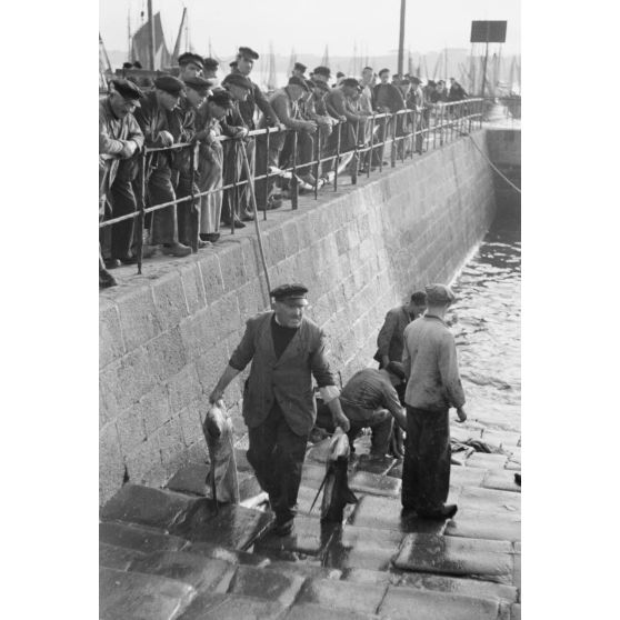 Déchargement des poissons lors du retour des pêcheurs au port de Douarnenez.
