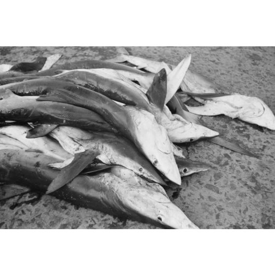 Déchargement des poissons lors du retour des pêcheurs au port de Douarnenez.