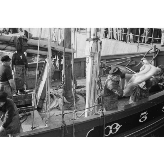 A Douarnenez, déchargement des bateaux de pêche dans le port.