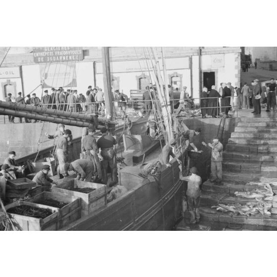 A Douarnenez, déchargement des bateaux de pêche dans le port.
