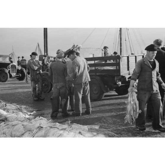Déchargement des poissons lors du retour des pêcheurs au port de Douarnenez.