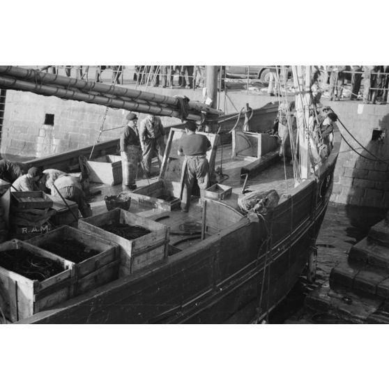 A Douarnenez, déchargement des bateaux de pêche dans le port.