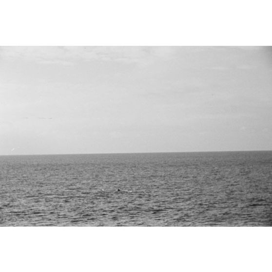 Un dauphin ou une baleine photographié depuis un briseur de blocus (Sperrbrecher).