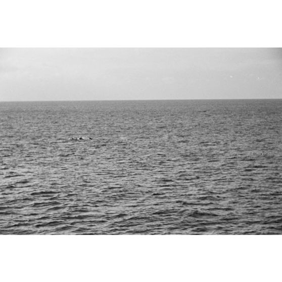 Un dauphin ou une baleine photographié depuis un briseur de blocus (Sperrbrecher).