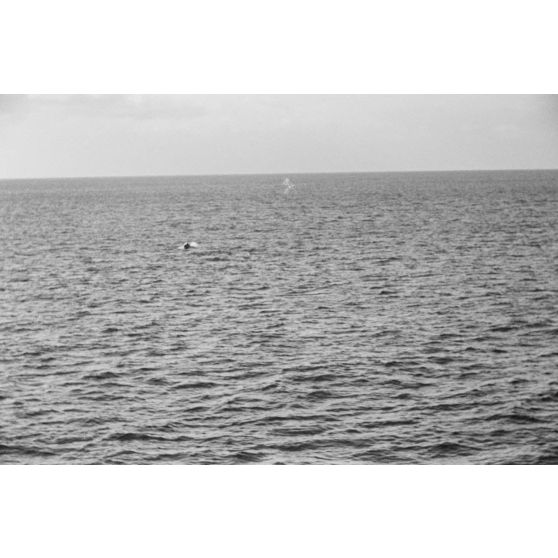 Un dauphin ou une baleine photographié depuis un briseur de blocus (Sperrbrecher).