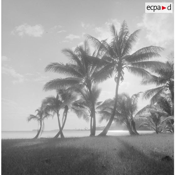 Paysage littoral de Polynésie française, probablement à Tahiti.