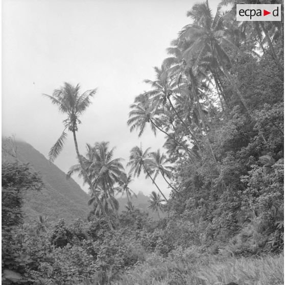 Paysage de Polynésie française, probablement à Tahiti.