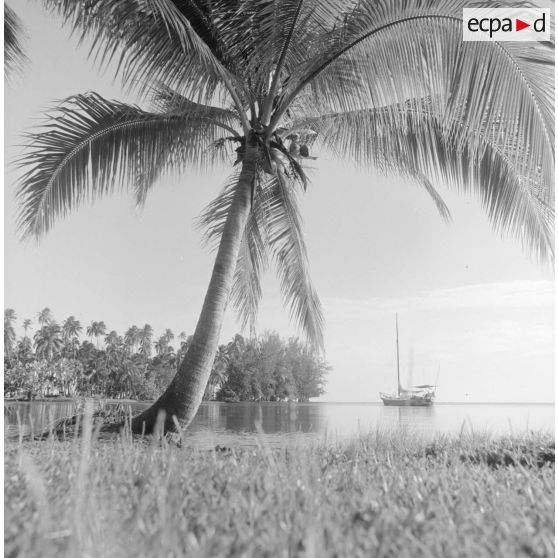 Paysage littoral de Polynésie française, probablement à Tahiti. Un voilier au mouillage.