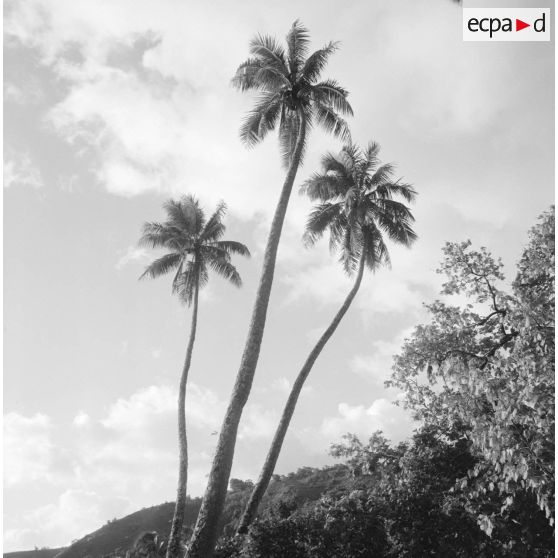 Paysage de Polynésie française, probablement à Tahiti.
