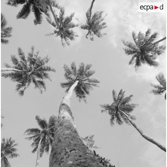Contre-plongée sur des cocotiers de Polynésie française, probablement à Tahiti.