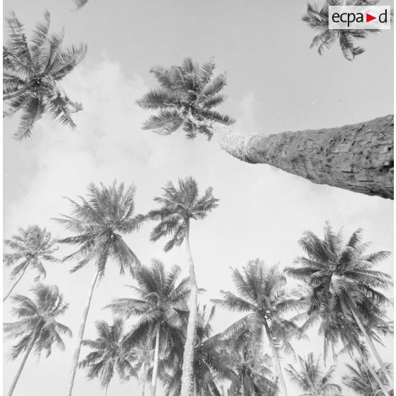 Contre-plongée sur des cocotiers de Polynésie française, probablement à Tahiti.