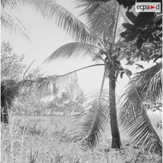 Paysage littoral de Polynésie française, probablement à Tahiti.