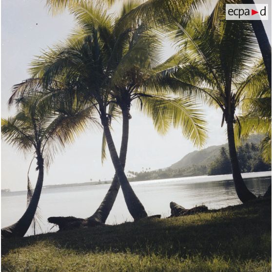 Paysage du jardin botanique Harrison Smith à Papeete.