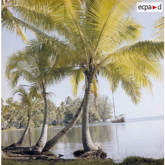 Paysage du jardin botanique Harrison Smith à Papeete.