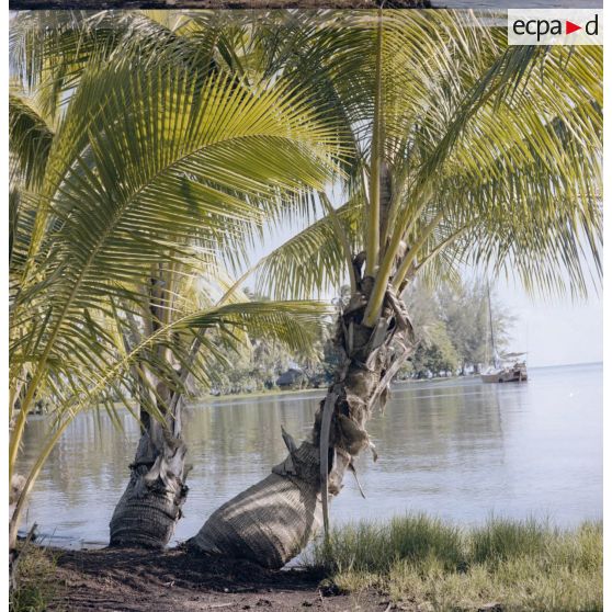 Paysage du jardin botanique Harrison Smith à Papeete.