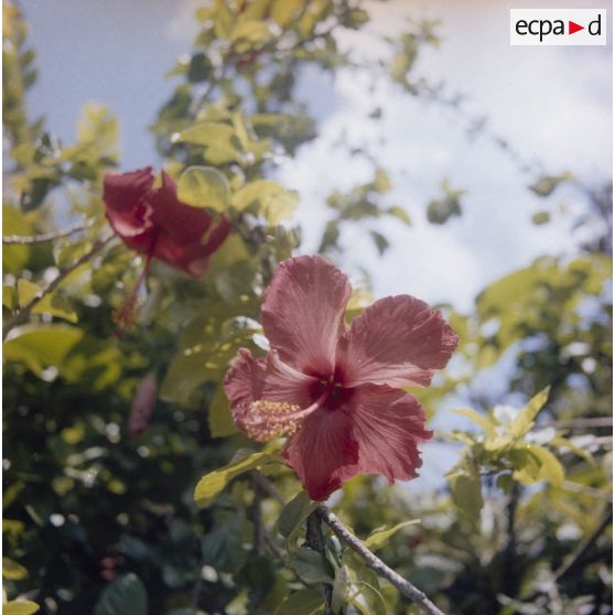 Fleur d'Hibiscus probablement au jardin botanique Harrison Smith à Papeete.