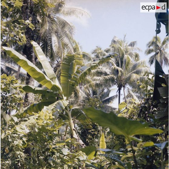 Arbres probablement du jardin botanique Harrison Smith à Papeete.