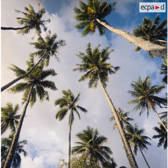 Paysage du jardin botanique Harrison Smith à Papeete.