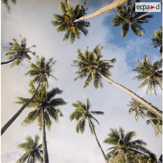 Paysage du jardin botanique Harrison Smith à Papeete.