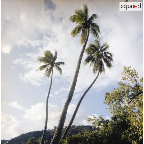Paysage du jardin botanique Harrison Smith à Papeete.