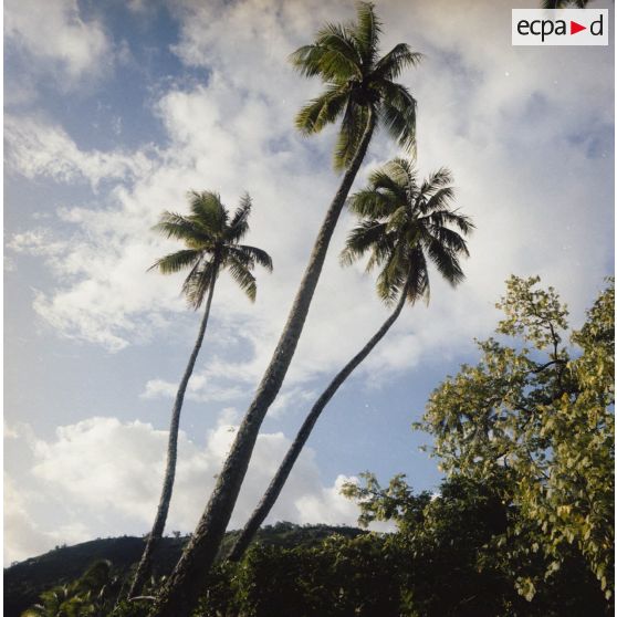 Paysage du jardin botanique Harrison Smith à Papeete.