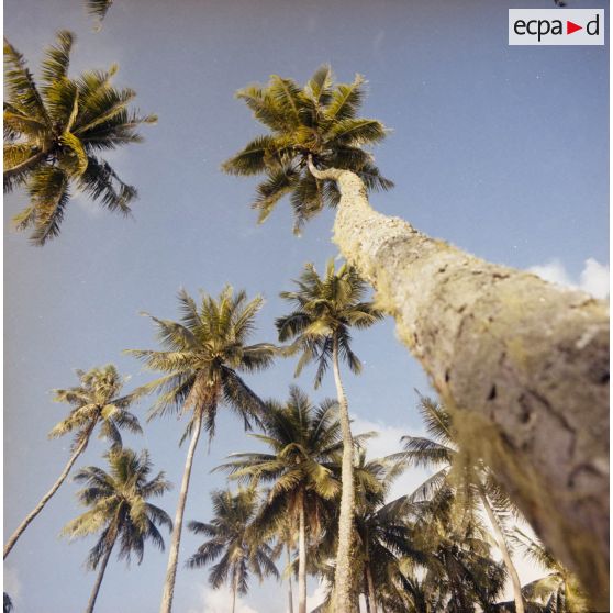 Paysage du jardin botanique Harrison Smith à Papeete.
