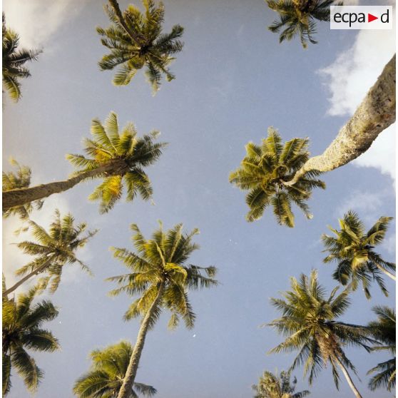 Paysage du jardin botanique Harrison Smith à Papeete.