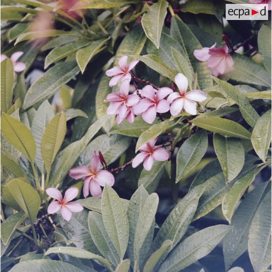 Fleurs de frangipanier, peut-être à Tahiti.