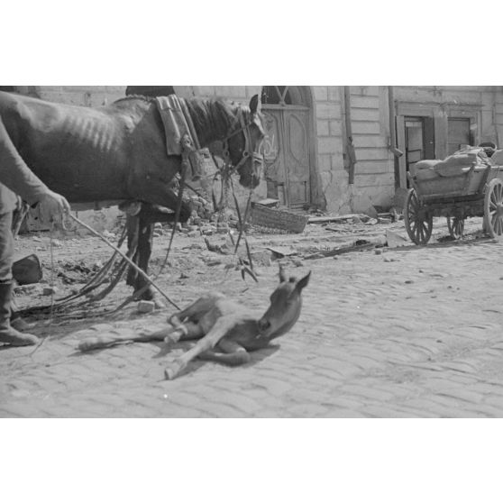 Un poulain est allongé au milieu de la route, entouré par les décombres de la ville, qui pourrait être Petrozavodsk (Carélie, Russie).